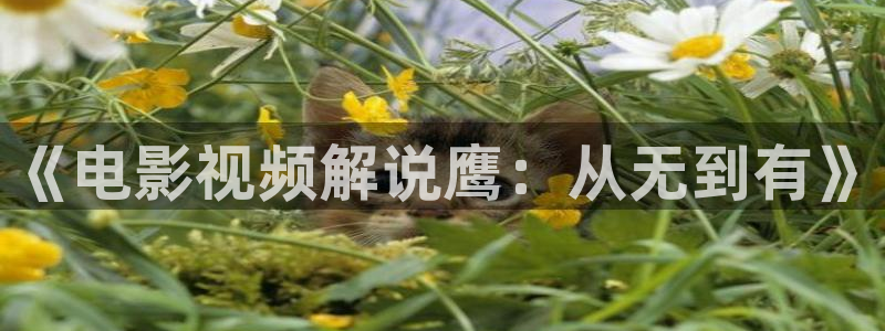 秋霞特片网：《电影视频解说鹰：从无到有》